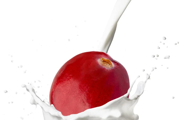 Cranberry caindo em respingo de leite — Fotografia de Stock