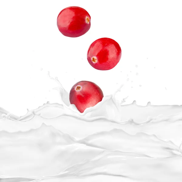 Cranberries On Milk Splash — Stok Foto