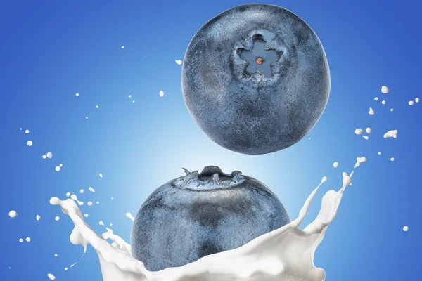 Bleuets tombant sur éclaboussures de lait — Photo