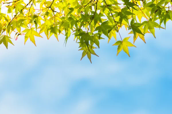 Maple green leaves — Stock Photo, Image