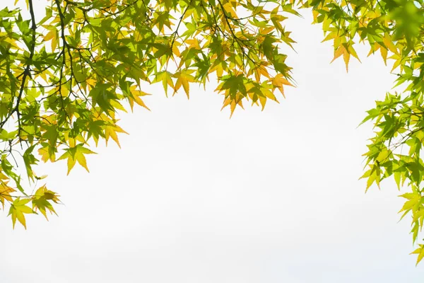 Maple green leaves — Stock Photo, Image