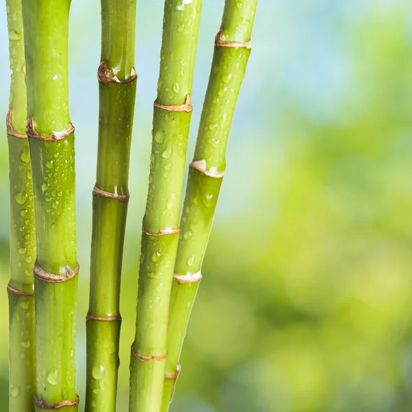 Bamboo with summer scene — Stock Photo, Image