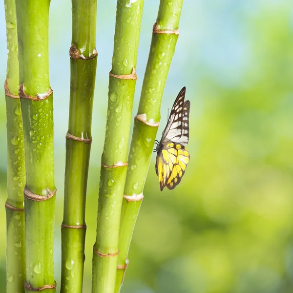 新鲜的竹子和蝴蝶 — 图库照片