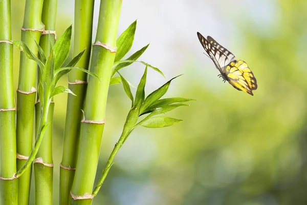 Verse bamboe en vlinder — Stockfoto