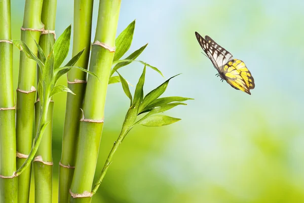 Bambu dan kupu-kupu segar — Stok Foto