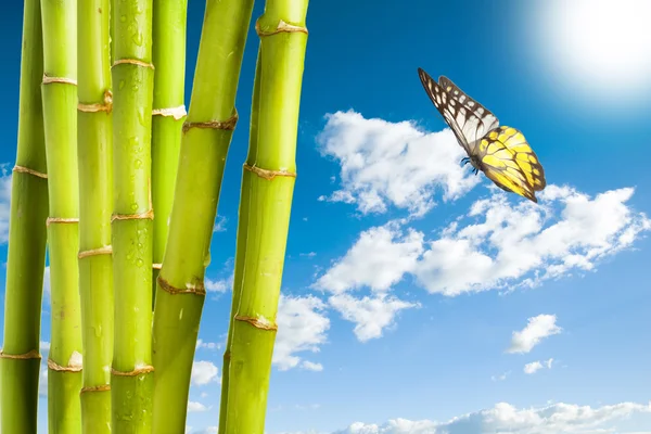 竹子和蝴蝶，多云的天空 — 图库照片