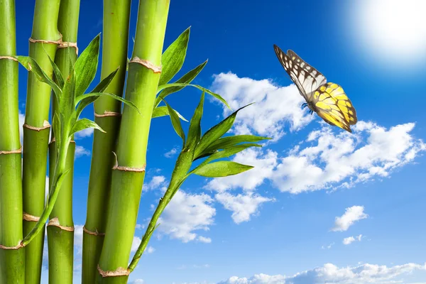 Bambú y mariposa con cielo nublado —  Fotos de Stock