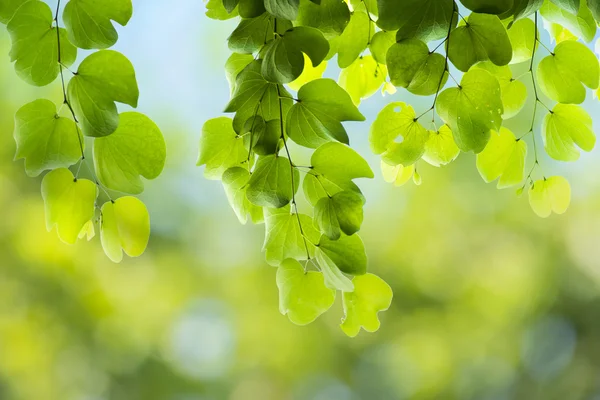 Sommar bakgrund — Stockfoto