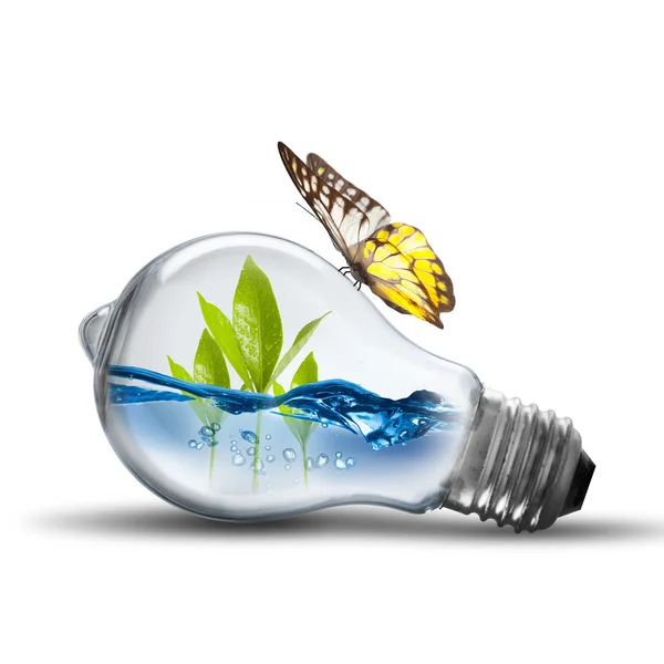 Gloeilamp met plant, water binnen — Stockfoto