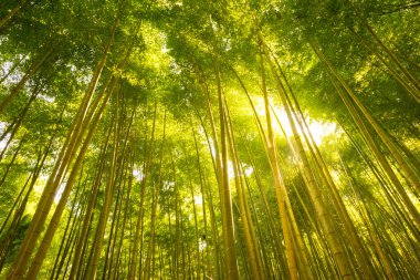 Japonya 'daki Bambu Ormanı