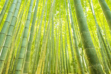 Japonya 'daki Bambu Ormanı