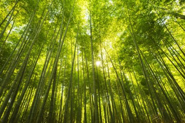 Japonya 'daki Bambu Ormanı