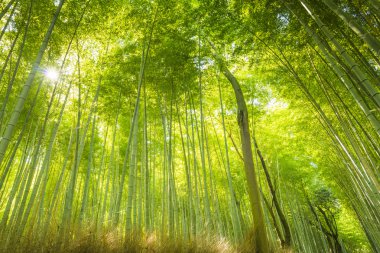 Japonya 'daki Bambu Ormanı