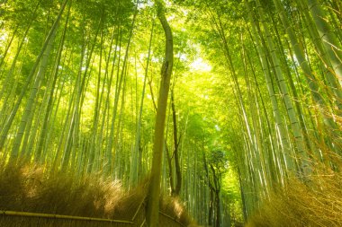 Japonya 'daki Bambu Ormanı