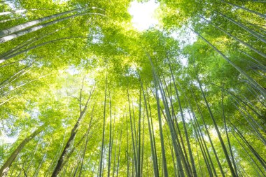 Japonya 'daki Bambu Ormanı