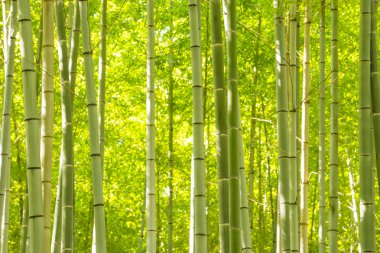 Japonya 'daki Bambu Ormanı