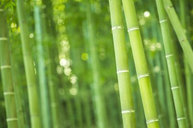 Japonya 'daki Bambu Ormanı