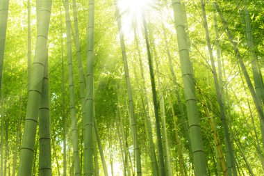 Japonya 'daki Bambu Ormanı