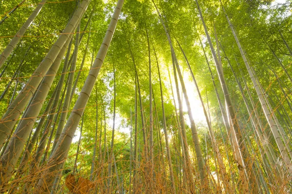 Hutan Bambu di Jepang — Stok Foto