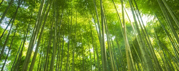 Hutan Bambu di Jepang — Stok Foto