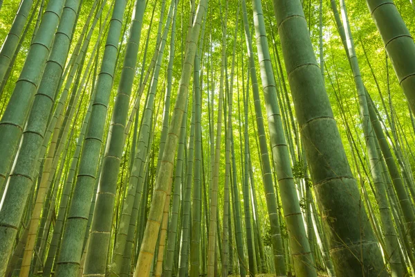 Bambusový les v Japonsku — Stock fotografie