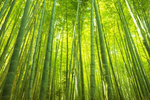 Floresta de bambu no Japão — Fotografia de Stock