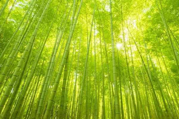 Japonya 'daki Bambu Ormanı — Stok fotoğraf