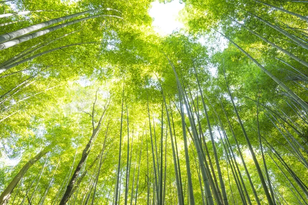 Japonya 'daki Bambu Ormanı — Stok fotoğraf