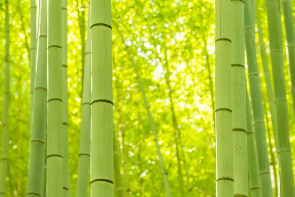 Bosque de bambú en Japón — Foto de Stock