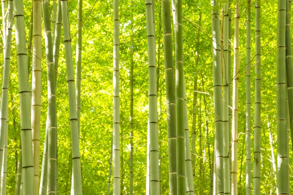 Bosque de bambú en Japón — Foto de Stock