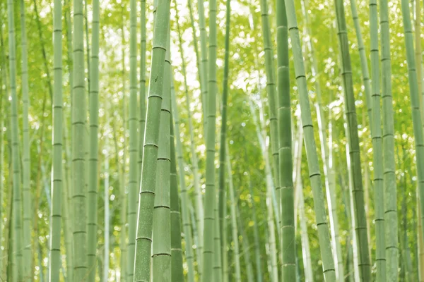 Bamboe bos in Japan — Stockfoto