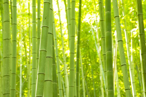 Floresta de bambu no Japão — Fotografia de Stock