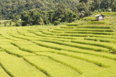 Pirinç alan adım oluşumunda