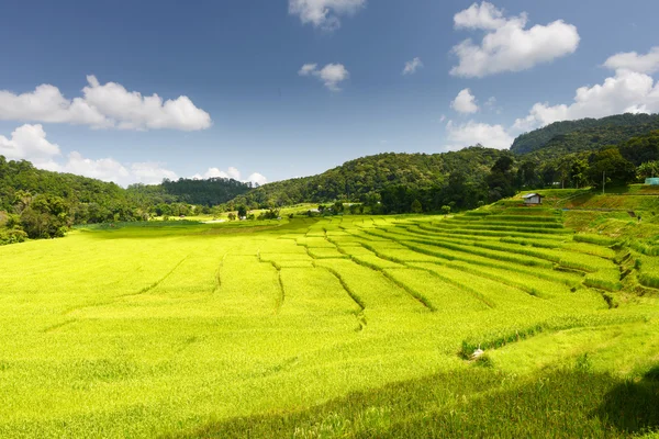 Rice in Step Formation Field — Stock Photo, Image