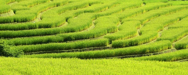Campo di riso nella formazione passo — Foto Stock