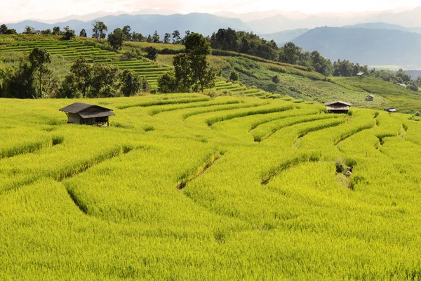 Campo de arroz em formação de passo — Fotografia de Stock