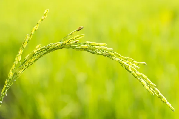 Zielony ryżu — Zdjęcie stockowe