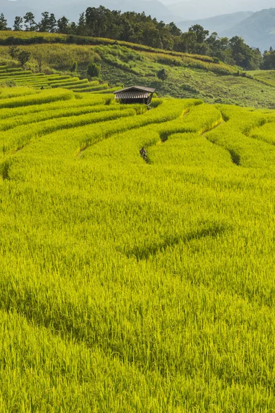 Rice Field — Stock Photo, Image