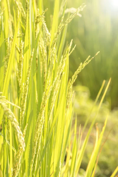 Зеленый рис — стоковое фото