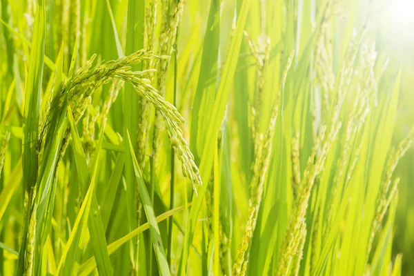 Pilav pirinç alan ile — Stok fotoğraf