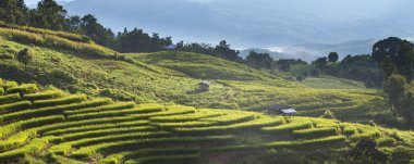 Pirinç alan adım oluşumunda