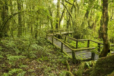 Orman ahşap yürüyüş yolu ile