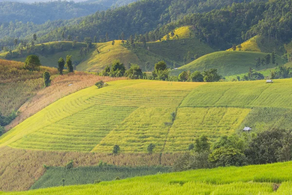 Reisfeld in Schrittformation — Stockfoto