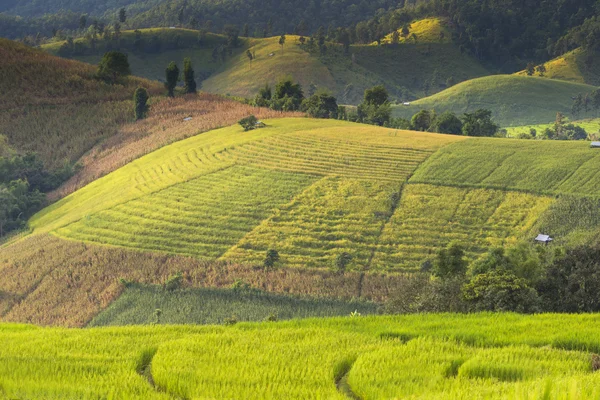 Rice Field in Step Formation — Stock Photo, Image