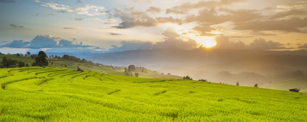 Rice in stap vorming veld — Stockfoto