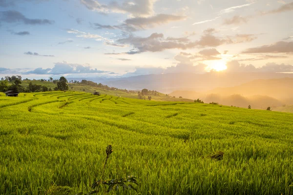 Arroz no campo de formação de passo — Fotografia de Stock