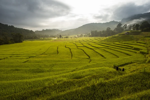 Arroz no campo de formação de passo — Fotografia de Stock