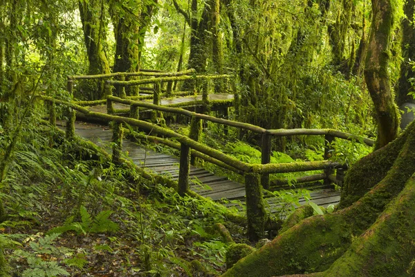 Forest with Wooden Walk Path — Stock Photo, Image