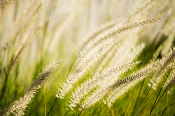 Napier grass — Stock Photo, Image