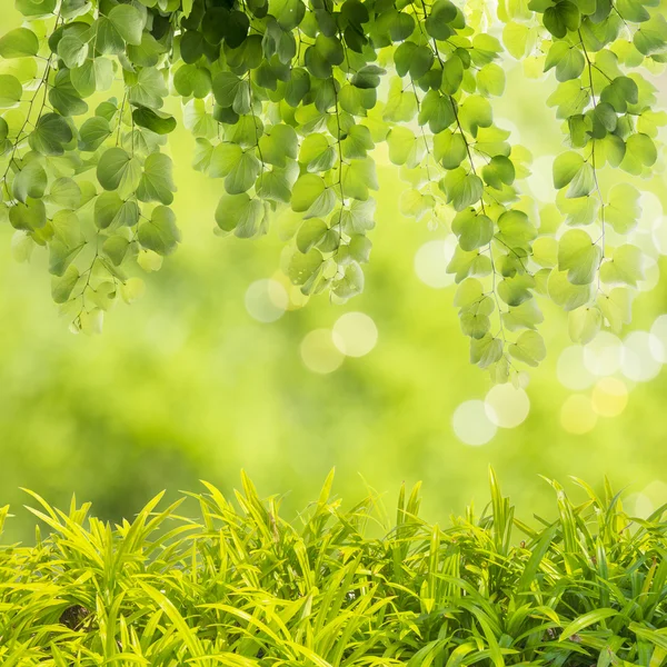 Зелена трава фону — стокове фото
